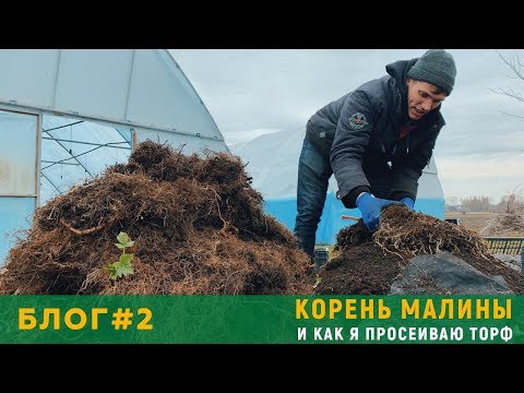 Видео: Блог садовода #2 Корень малины