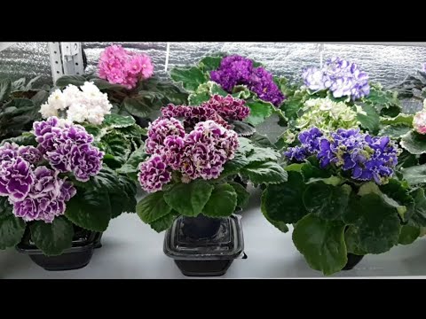 Видео: Октябрь, обзор цветущей полки