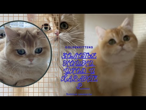 Видео: 😻ЗОЛОТЫЕ КОШКИ🤩УХОД И ХАРАКТЕР😻GOLDENKITTENS😻GERMANY 👑