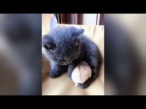Видео: "СМЕШНЫЕ И ПРИКОЛЬНЫЕ"😂