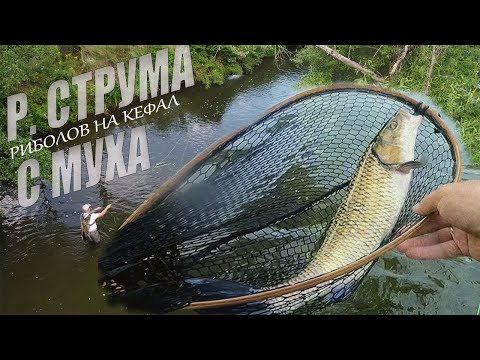 Видео: Episode 3. Риболов на едри кефали по р. Струма. /Ep.3 Fly fishing for big chub on the Struma river/