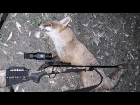 Видео: На лисицю з мілкашкою.