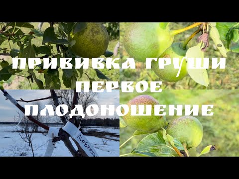 Видео: [Прививка растений]. Прививка груши. Первое плодоношение!!!