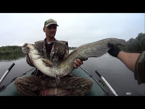 Видео: Ловля СОМА НА КВОК.  СОМЫ Мелководья.  Ловля Сома на чёрную ПИЯВКУ И ВЫПОЛЗКА. Рыбалка в БЕЛАРУСИ.