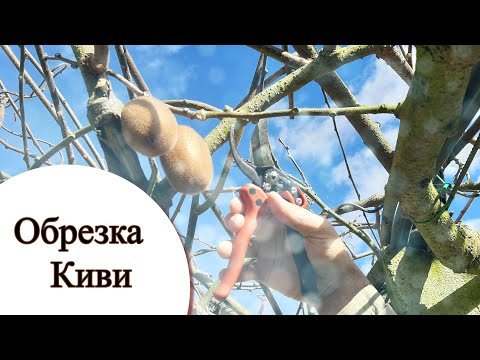 Видео: Обрезка Киви