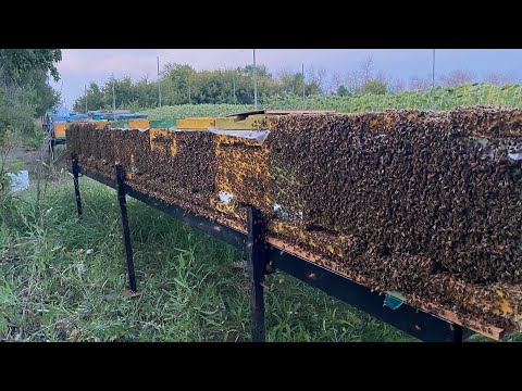 Видео: Сократили семьи , готовимся к зимовке