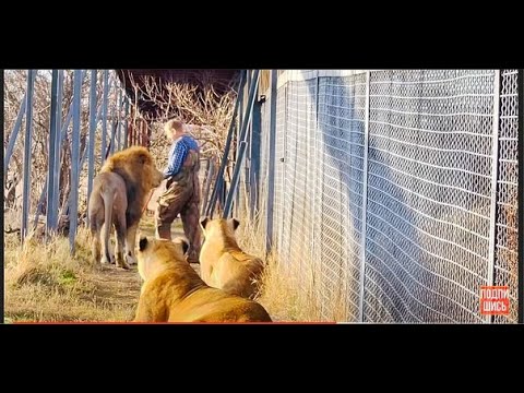 Видео: Беременная львица ИДЁТ РОЖАТЬ, прошу львов меня поддержать чтобы снять видео!