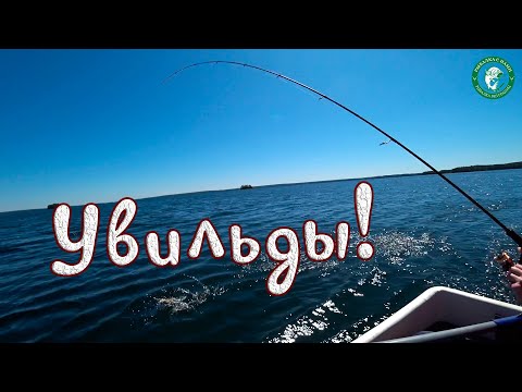 Видео: УВИЛЬДЫ, ЩУКА И ОКУНЬ НА СПИННИНГ И ПОПЛАВОЧКУ! ГОТОВИМ ЦЫПЛЯТ, КОЛБАСКИ НА ГРИЛЕ, РЫБАЛКА НА УРАЛЕ!