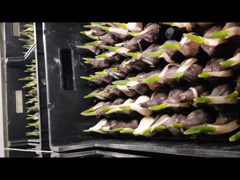 Видео: Выгонка тюльпанов. Теплицы наших клиентов 7