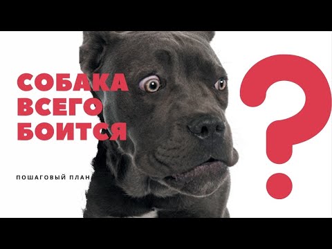 Видео: Собака боится всего? что делать? Собака боится - как решить проблему. Страх шумов. людей. города