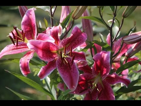 Видео: Размножение лилий чешуйками и выгонка. Что делать с луковицей, которая пошла в рост раньше времени.