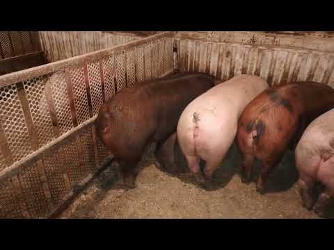 Видео: ‼️## Забой Кантера в 6.5 месяцев вес тушки 120 кг,вес поросят Кантер в 1.5 месяца ##‼️