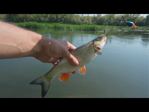 Видео: Рыбалка, голавль на кузнечика, река Мокша, ходовая рыбалка