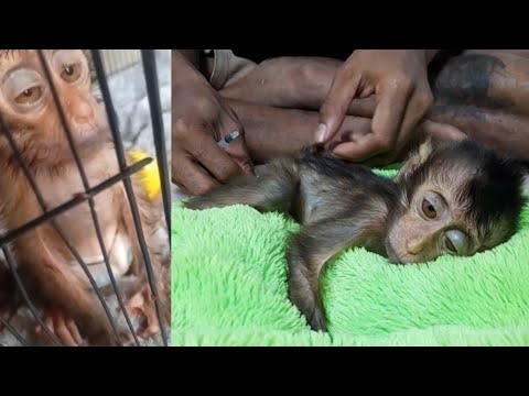 Видео: МЕЖДУ ЖИЗНЬЮ И МЕРТВОЙ! СПАСЕНИЕ ДЕТЁНКА ОБЕЗЬЯНКИ С КРОШЕЧНЫМ ХВОСТОМ
