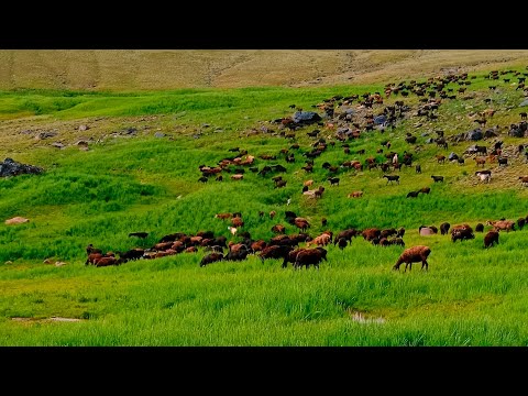 Видео: Жайлов ди томоша қилиг Дарвоз да миз лайкди босиг👍🇹🇯🫂🇺🇿