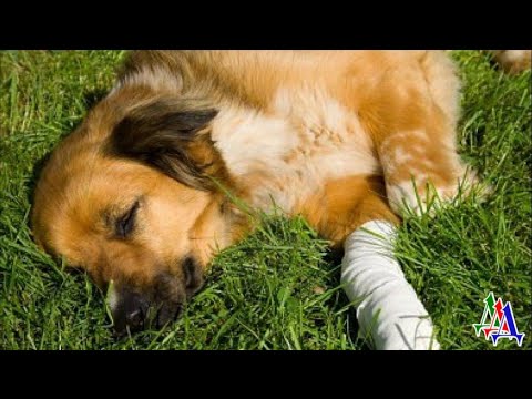 Видео: СПАСИТЕ БУБЛИКА 2.  «Бублик, не умирай!» - Растерзанный пёс весь в крови лежал в пыли и тяжело дышал