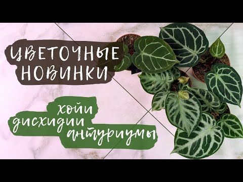 Видео: Цветочные новинки |  Хойи, дисхидии, антуриумы