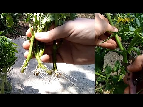 Видео: Формировка томатов, бесплатная рассада!