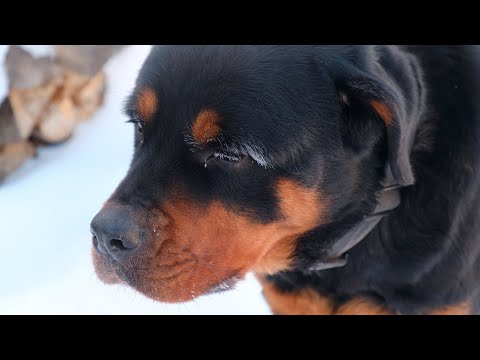 Видео: У НАС -40°С. РОТВЕЙЛЕР МИРАНА И ДРАТХААР ЛИНА ПРИМЕРЗАЮТ К СНЕГУ. ТРЕНИРОВКА В СУРОВЫХ УСЛОВИЯХ