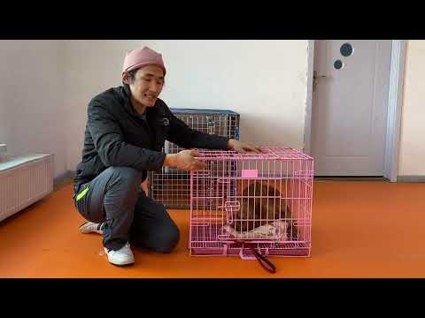 Видео: Торонд яаж дасгах вэ? Яагаад хэрэглэх ёстой вэ?