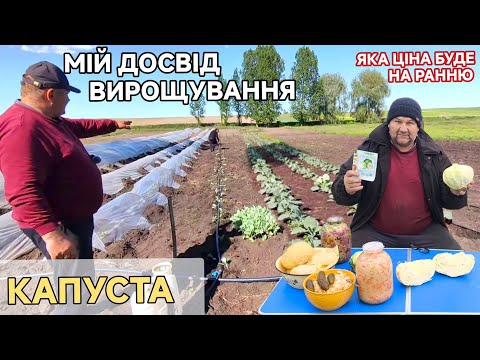 Видео: Пізня капуста Акорд. Задоволений нею.Будемо садити в 2025 році.