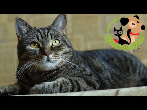 Видео: Какой корм самый лучший? Отвечаю на вопрос зрителей