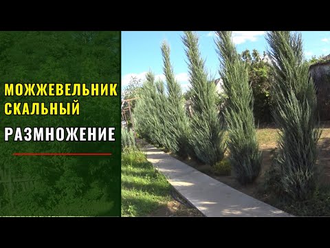 Видео: Разведение можжевельников БЛЮ АРРОУ (Blue Arrow) и СКАЙРОКЕТ (Skyrocket). Полный цикл - "ОТ и ДО..."