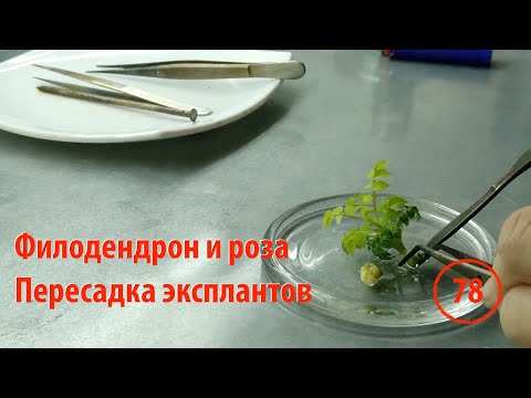 Видео: [78] Пересадка эксплантов (филодендрон,роза) на новую питательную среду. Дополнительная стерилизация