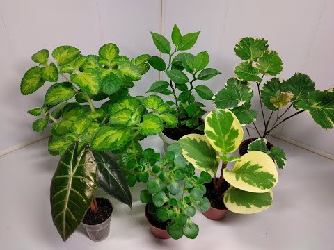 Видео: Растения едут в новый дом #2