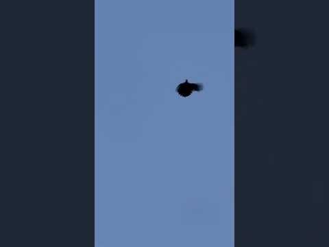 Видео: Гуково, серпастые голуби Олега