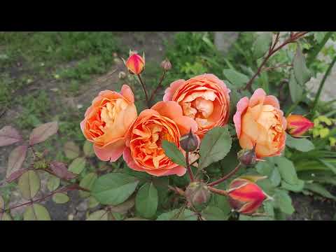 Видео: А Вы знали такие флорибунды? Мои новинки меня  просто удивляют(названия говорю)Мнение об ЭЛИТ.