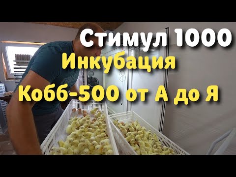 Видео: Инкубация Кобб-500 от А до Я в Стимул-1000 М1 У