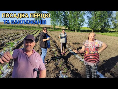 Видео: Посадка перцю і баклажанів у відкритий грунт, під крапельний полив