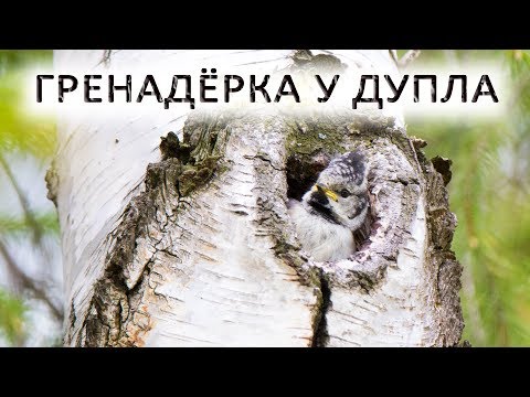 Видео: Гренадерка у дупла и бэкстэйдж