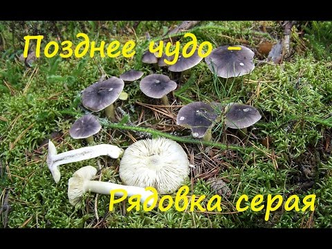 Видео: Позднее лесное чудо -  Рядовка серая.