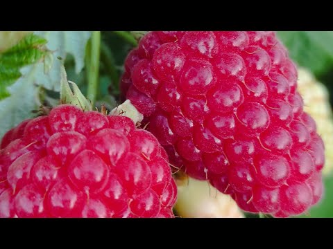 Видео: "Вайолет" Малина голландской селекции ( малина тутаймер) 