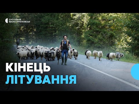 Видео: Останній день випасання худоби на полонині у Карпатах | Літування у горах на Гуцульщині