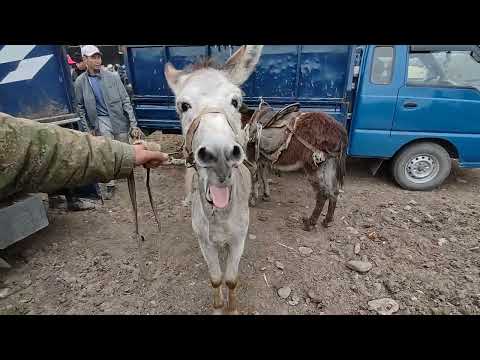 Видео: Мына Эшкалар| Мына качыр!