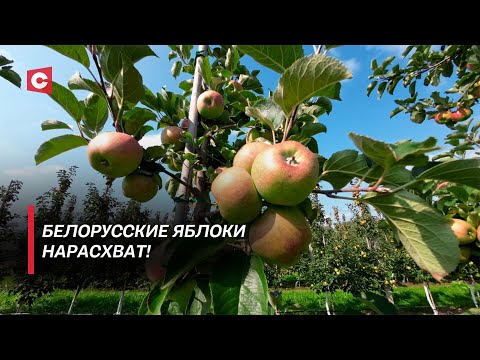 Видео: Променял IT на садоводство! Как белорусские фермеры зарабатывают на яблоках?