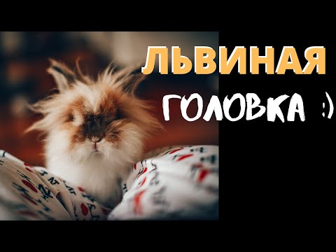 Видео: Как живут вислоухие бараны. Кролик львиноголовый декоративный. Кролики дома