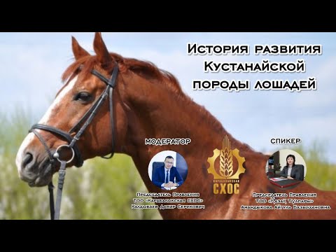 Видео: История развития Кустанайской породы лошадей