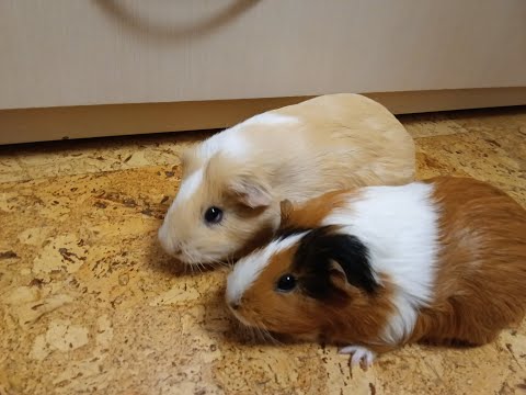 Видео: Хрюши в поисках еды  часть 1