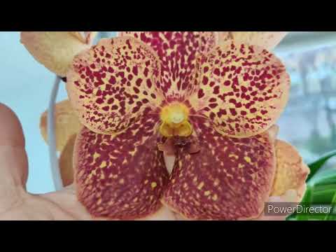 Видео: Орхидеи ❤мои шикарные ванды цветут и радуют меня 😍