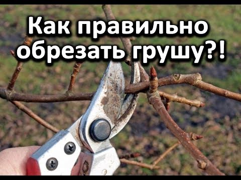 Видео: Как правильно обрезать грушу?! Очень подробное видео!!!