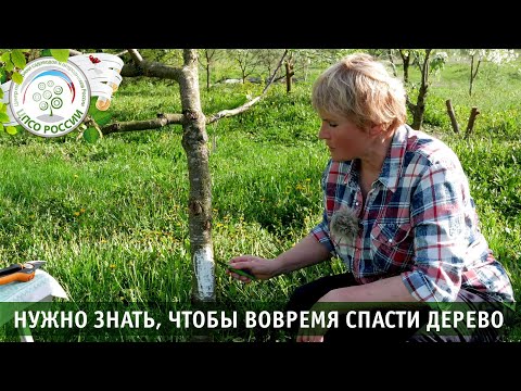 Видео: Пересадка коры. Прививка деревьев. Прививка мостиком.