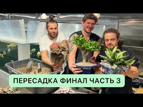Видео: ПЕРЕСАДКА СУККУЛЕНТОВ В КЕРАМИКУ РУЧНОЙ РАБОТЫ ATTRACTIVE POT ИВАН КРАССУЛА ГЕОРГИЙ ЭХЕВЕРИЯ
