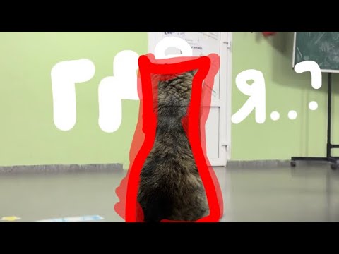 Видео: МОЙ КОТ УШЕЛ ИЗ ДОМА В МОЮ ШКОЛУ | бедний мальчик мой.(((