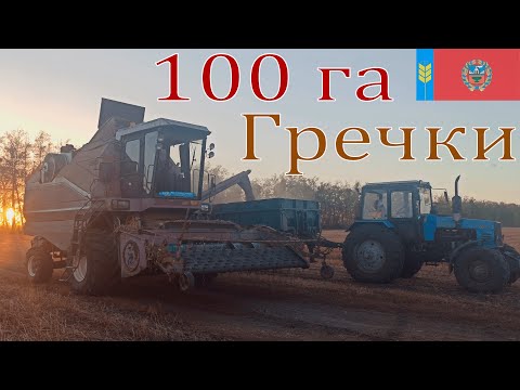 Видео: Сезон 2022. Уборка 100 га гречки 20-21 сентября