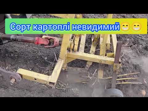 Видео: Копаєм картоплю 🥔 2024