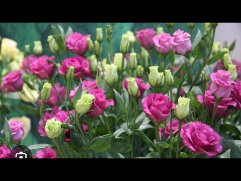 Видео: Гулларга супер табиий озука.
